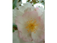 Rosa multiflora cathayensis