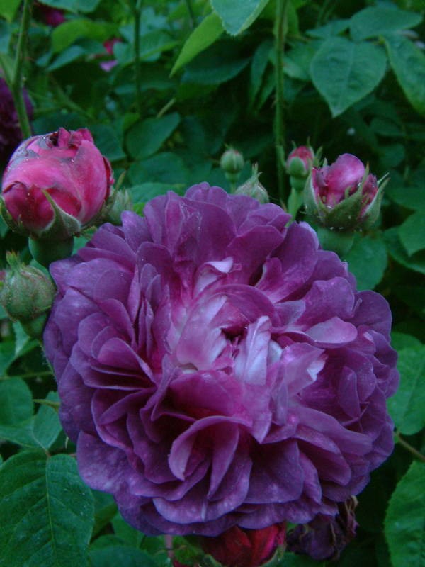 Orpheline de Juillet - Gallicas - Old Garden Roses - Rose Catalog ...