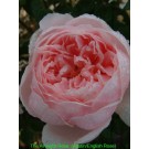 The Alnwick Rose (Ausgrab)