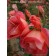 Comtesse du Cayla - Chinas - Old Garden Roses - Rose Catalog - Tasman ...