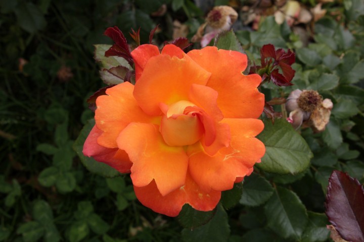 Dawn Chorus - Rose Catalog - Tasman Bay Roses - Buy Roses Online in New ...